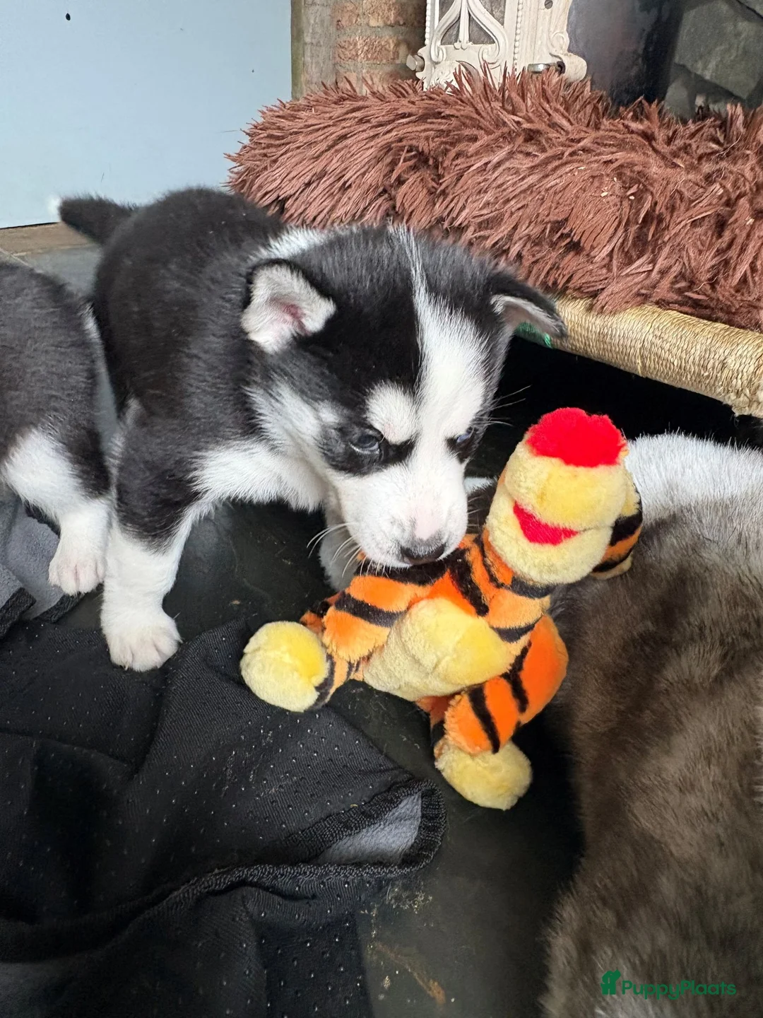 Siberische Husky honden te koop: Lieve husky pups zoeken een gouden mandje - Advertentie 6