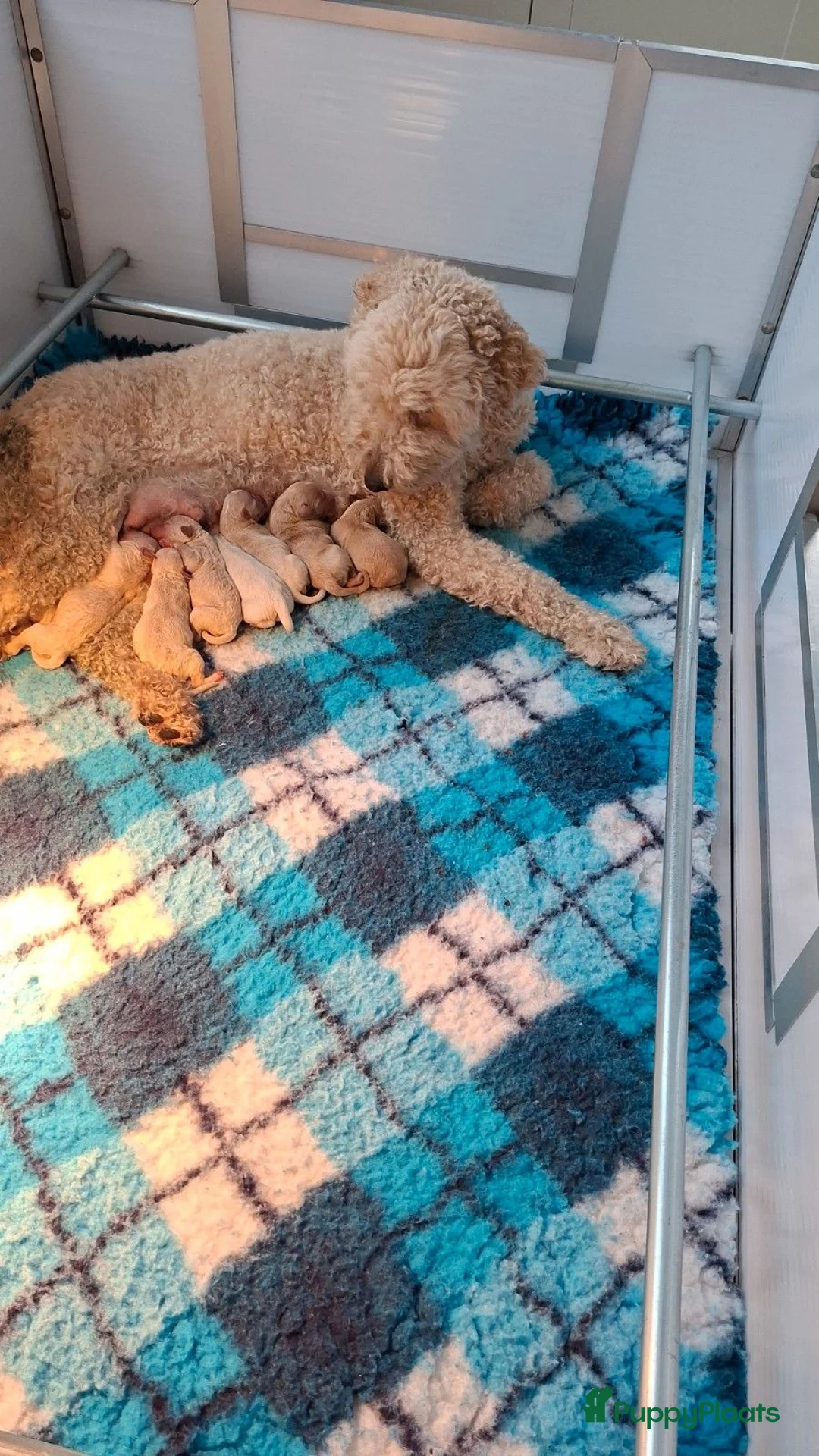 Labradoodle honden te koop: Labradoodle pups medium - Advertentie 1