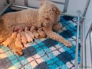 Labradoodle honden Labradoodle pups medium - Advertentie 9