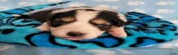 Australian Shepherd honden te koop: Australian Shepherd pupje met FCI stamboom - Advertentie 5