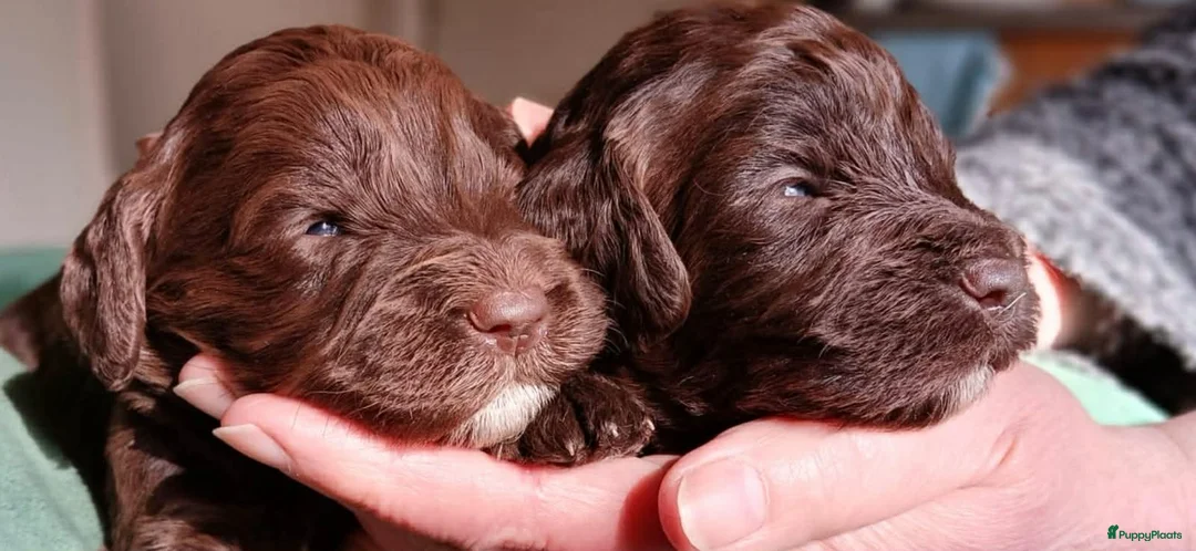 Australian Labradoodle honden te koop: Australische Labradoodle Pupjes Choco - Advertentie 2