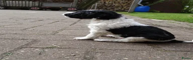 Friese Stabij Puppy 3