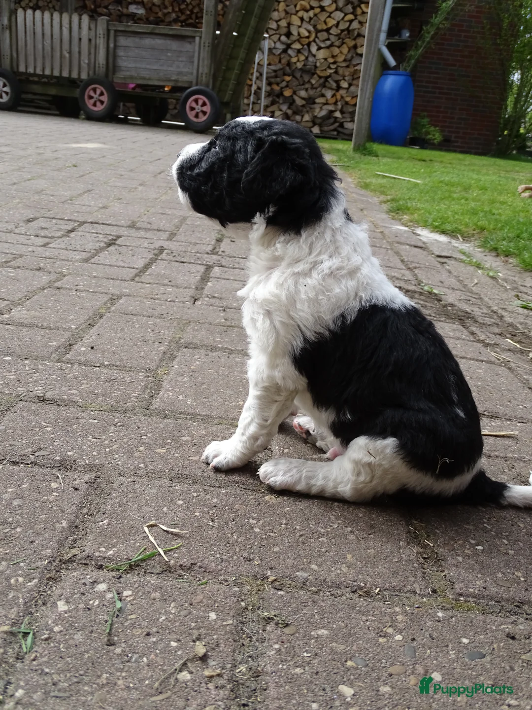 Friese Stabij honden te koop: friese stabij pups - Advertentie 2