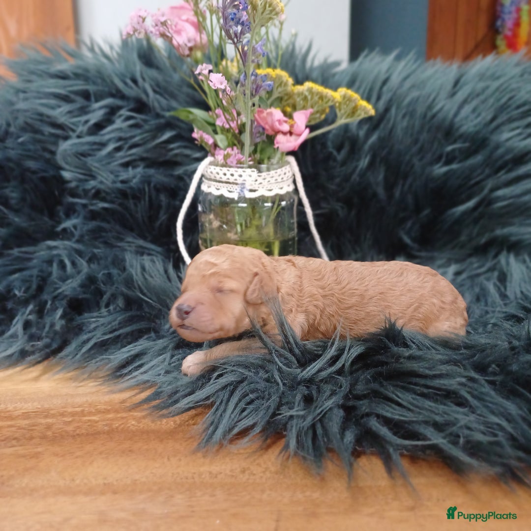 Labradoodle honden te koop: Prachtige multigen Labradoodles wavy vacht - Afbeelding 12