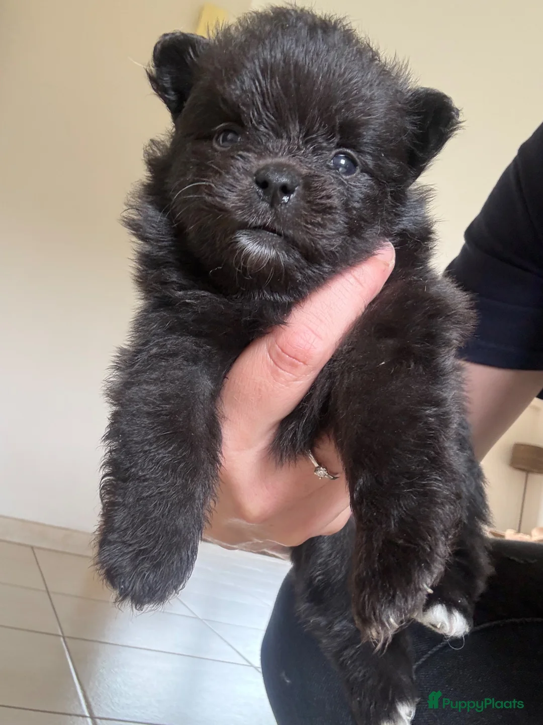 Keeshond honden te koop: Keeshond  - Advertentie 4