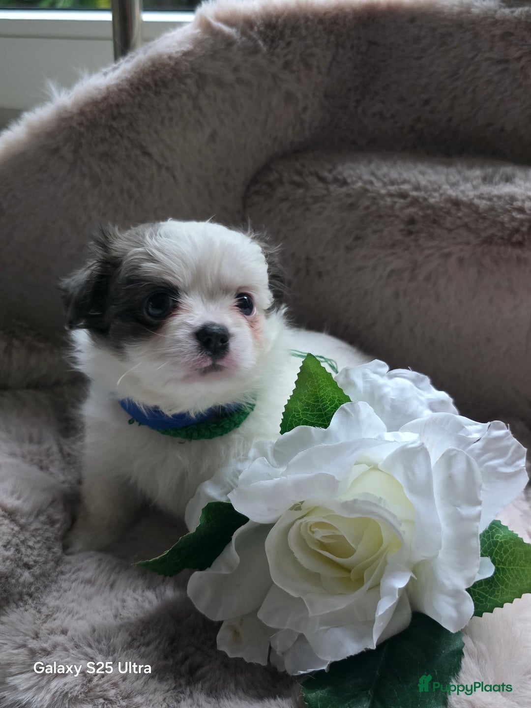 Pomchi honden te koop: Pomchi pups - Advertentie 4