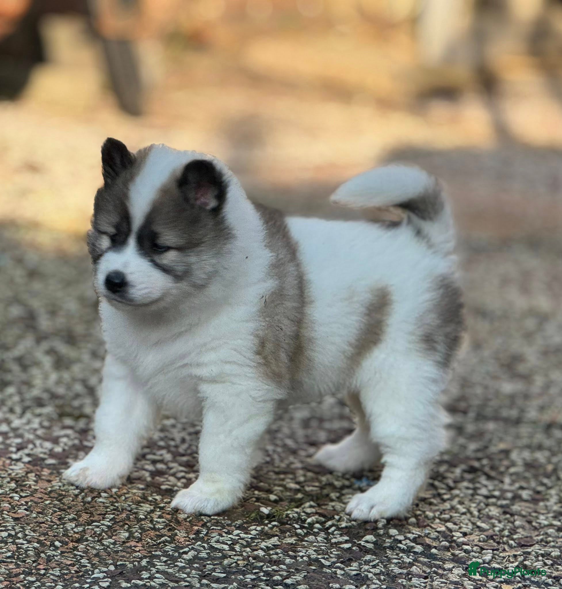 Thai Bangkaew Dog honden Thai Bangkaew Dog puppies - Advertentie 2