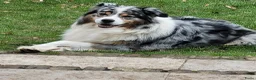 Australian Shepherd honden te koop: 🐾 Warme thuis voor Australian Shepherd pups 🐾 - Advertentie 16