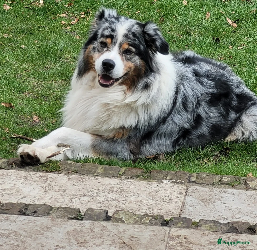 Australian Shepherd honden te koop: 🐾 Warme thuis voor Australian Shepherd pups 🐾 - Advertentie 16