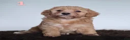 Maltipoo honden te koop: Maltipoo pup  - Advertentie 4