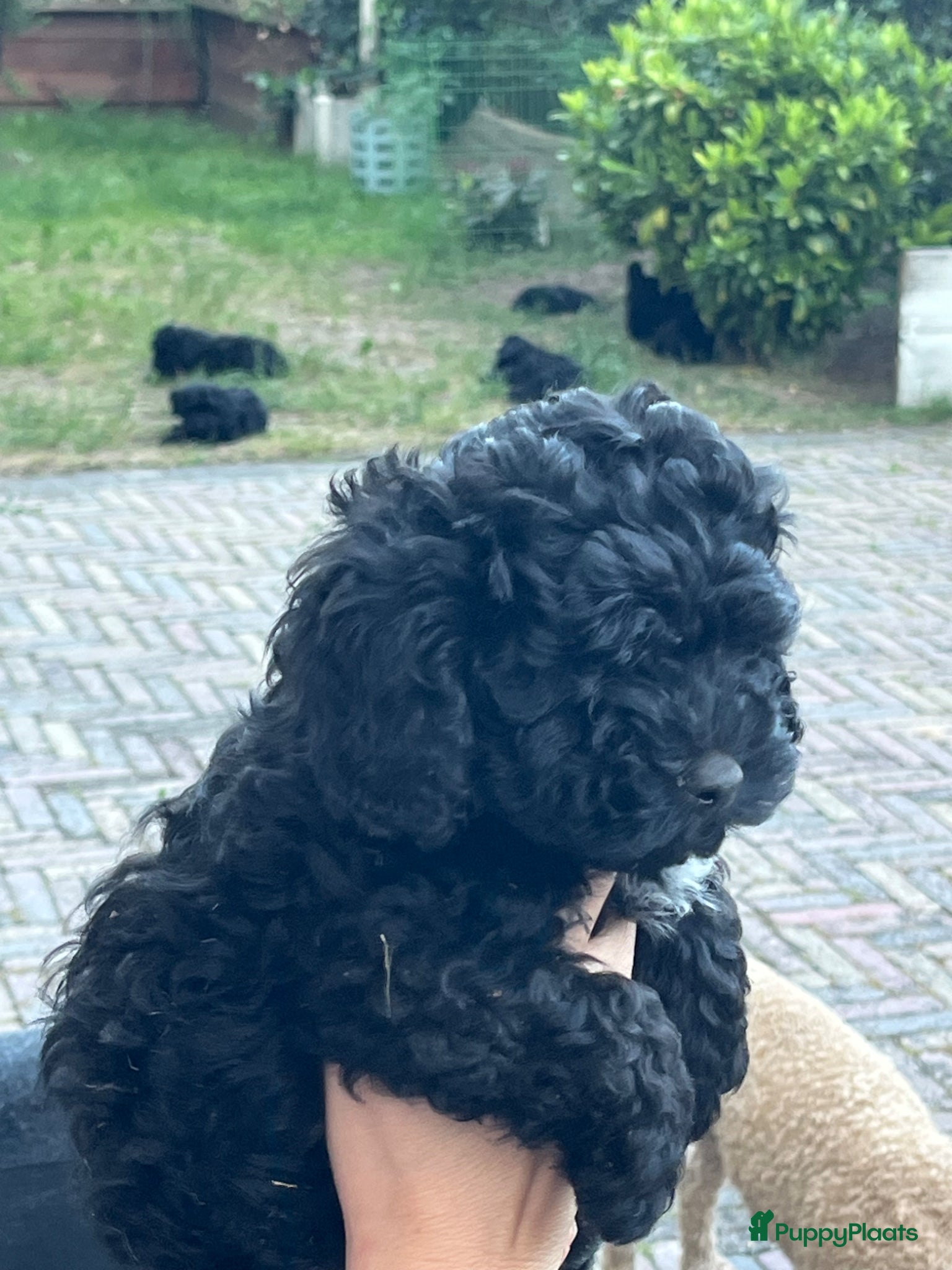 Maltipoo honden te koop: Maltipoo - Advertentie 8