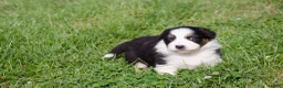 Border Collie honden te koop: Border collie geboren op boerderij (BE) - Advertentie 9