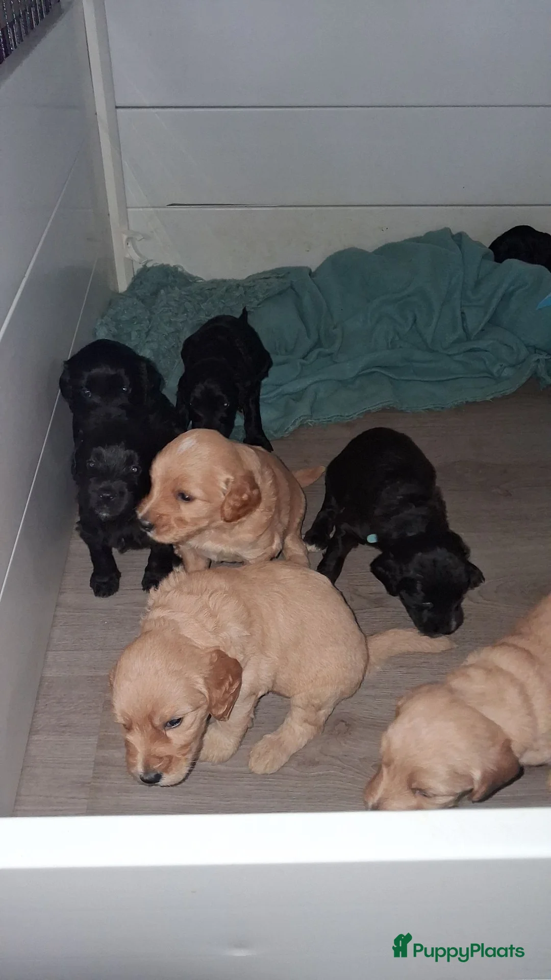 Labradoodle honden te koop: Lieve sociale Labradoodle puppy's mogen verhuizen - Advertentie 30