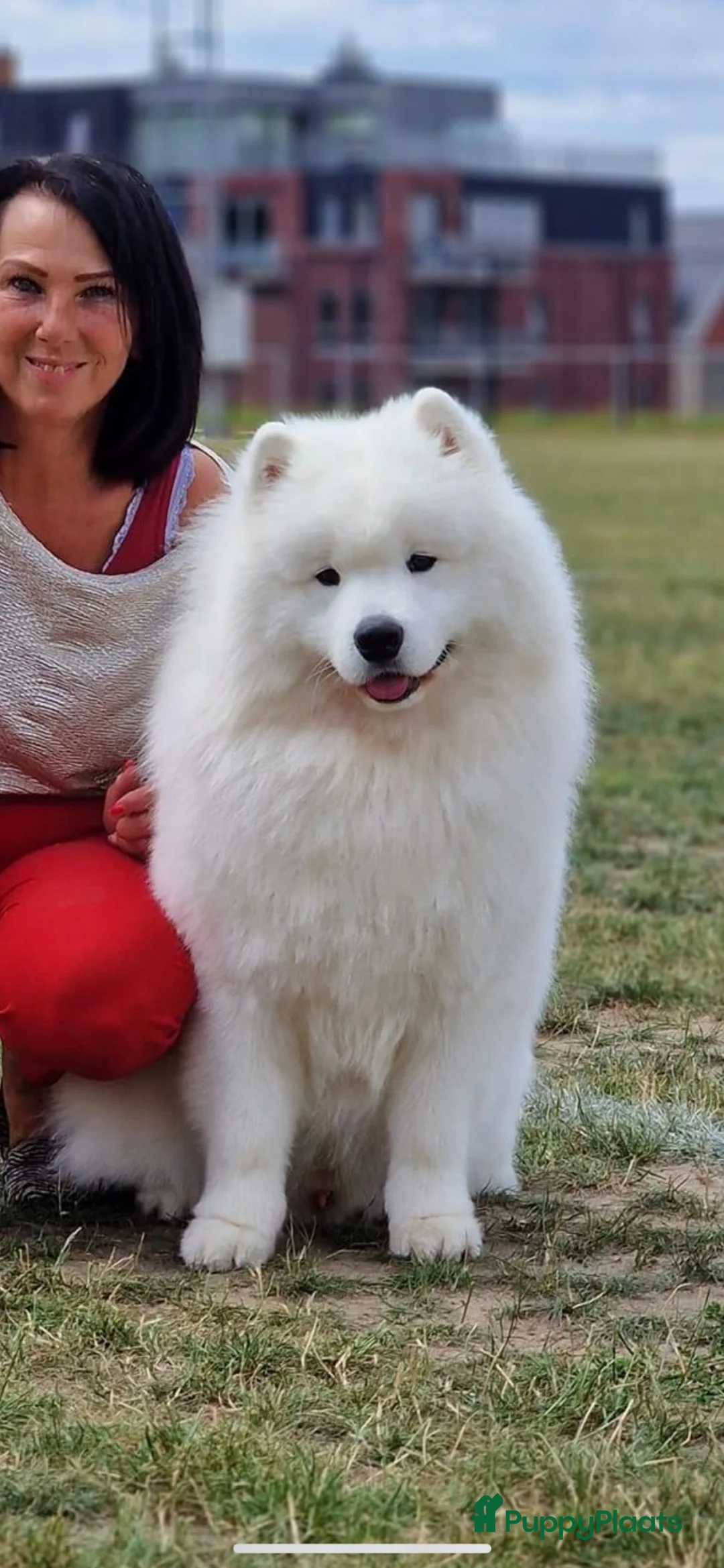 Samojeed honden te koop: Prachtige samojeden pups  in Tweede Exloermond - Advertentie 2