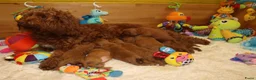 Australian Labradoodle honden te koop: 1 teefje en 3 reutjes Australian labradoodle pups - Advertentie 29