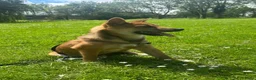 Shiba honden te koop: Shiba inu pup 5 maanden - Advertentie 1