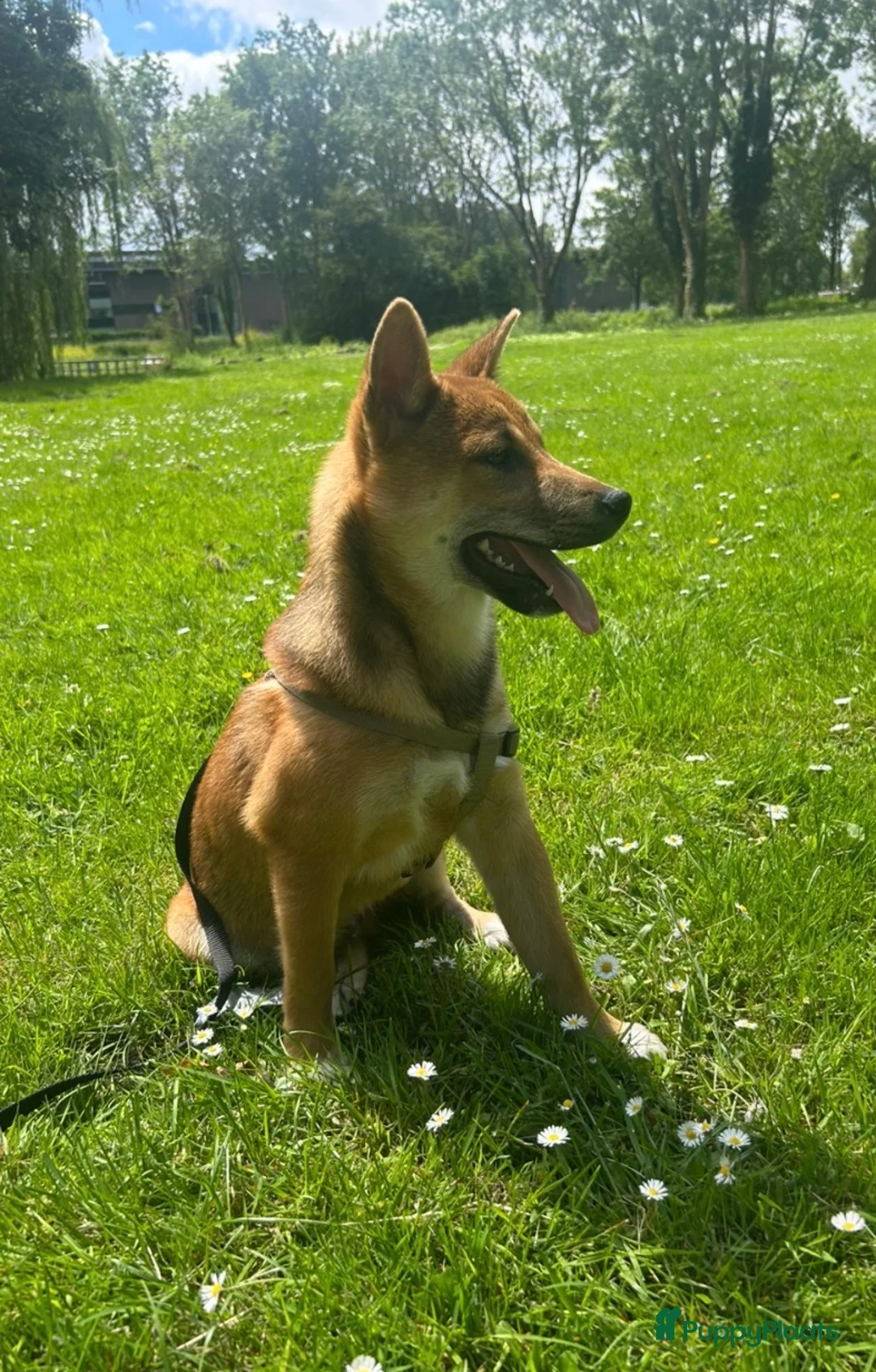 Shiba honden te koop: Shiba inu pup 5 maanden - Advertentie 1