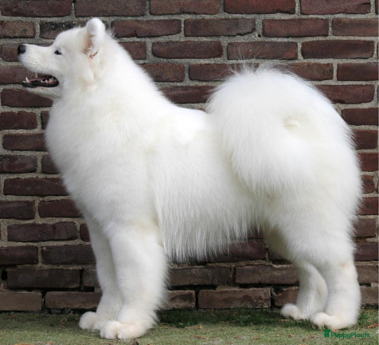 Samojeed honden Pups verwacht! - Advertentie 2