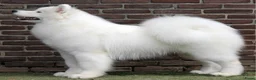 Samojeed honden te koop: Pups verwacht! - Advertentie 2