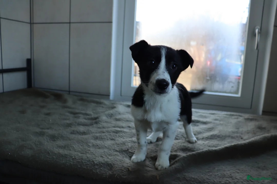 Border Collie honden te koop: Lieve border collie pups te koop - Advertentie 6