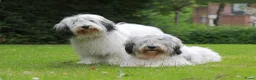 Polski Owczarek Nizinny honden te koop: Gouden mandje zoeken - Advertentie 3