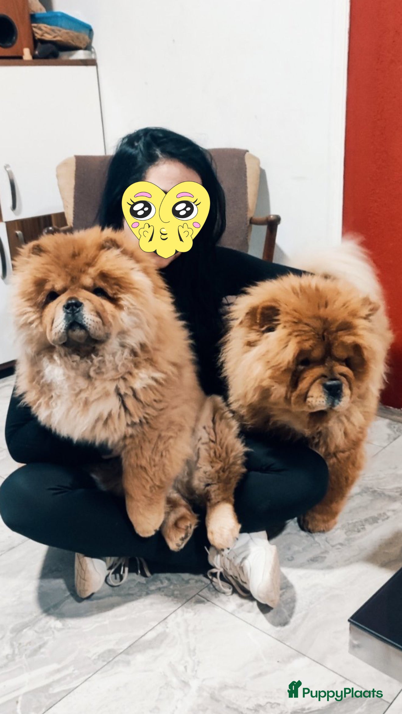 Chow Chow honden Blue fawn / cinnamon chow chow nest - Advertentie 1