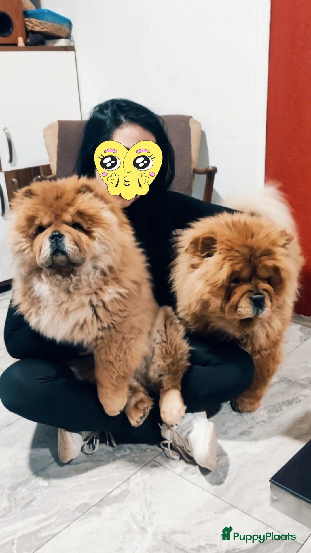 Chow Chow honden te koop: Blue fawn / cinnamon chow chow nest - Advertentie 1