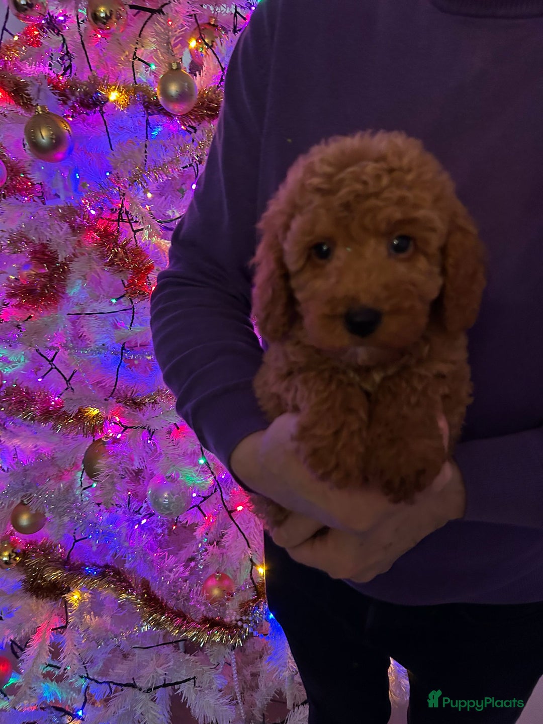 Poedel honden te koop: Lieve rustige poedel abricoos/ donker rood - Advertentie 5