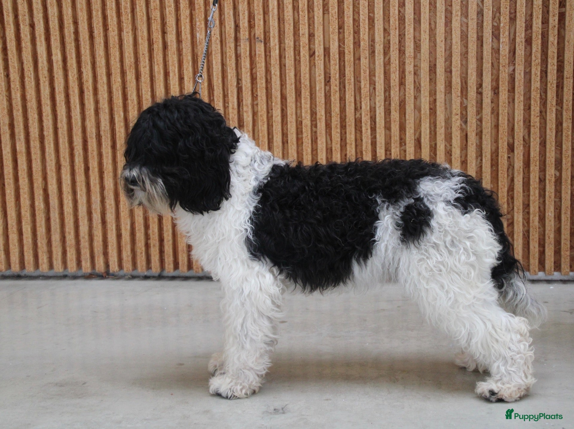 Barbet honden Liva -lief, zelfverzekerd en altijd in voor actie! - Advertentie 11