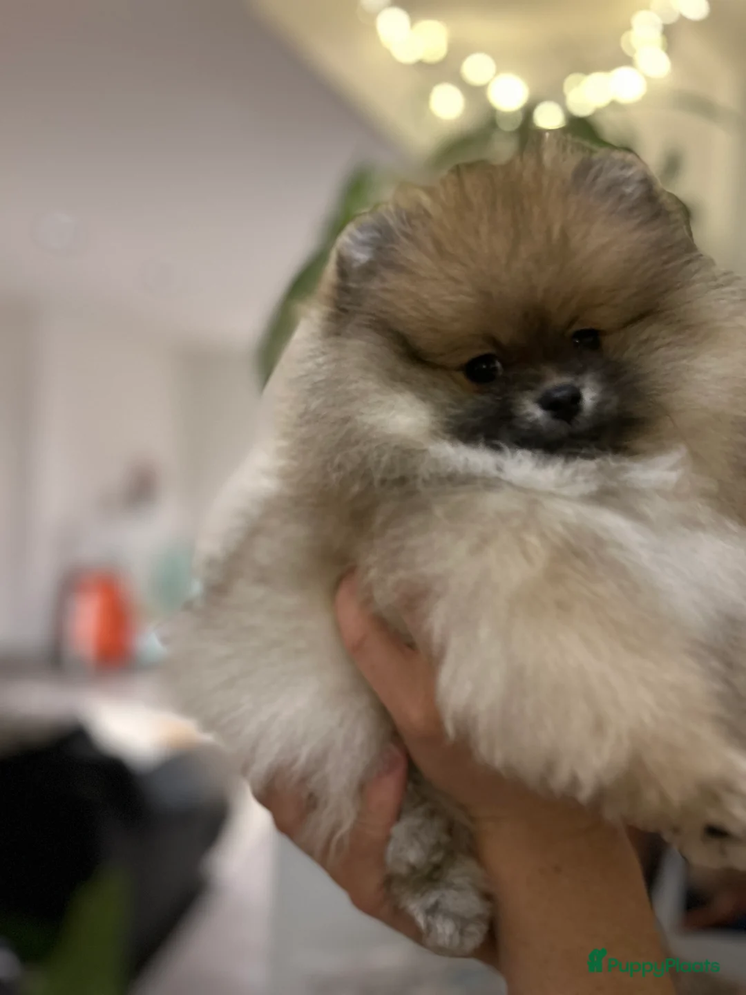 Pomeriaan honden te koop: ❤️Pomeranian❤️ - Advertentie 6