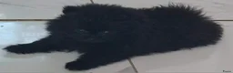 Pomeriaan honden te koop: Pomeranian pups - Advertentie 2