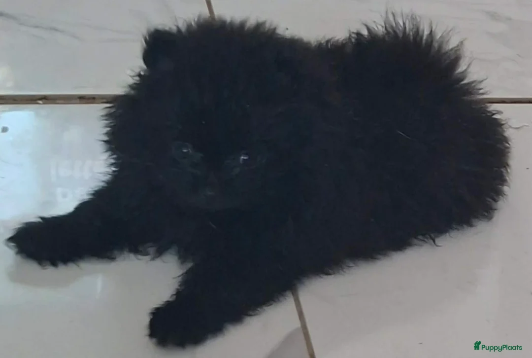 Pomeriaan honden te koop: Pomeranian pups - Advertentie 2