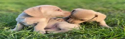 Kruising honden te koop: Kortharige teckels met vleugje chihuahua  - Advertentie 10