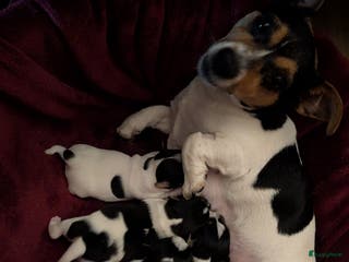 Jack Russel Terriër honden Jack Russell puppies - Advertentie 1