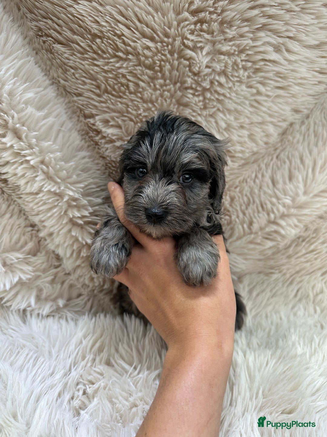 Poedel Toy honden te koop: Toy Poedel teefje - Advertentie 7