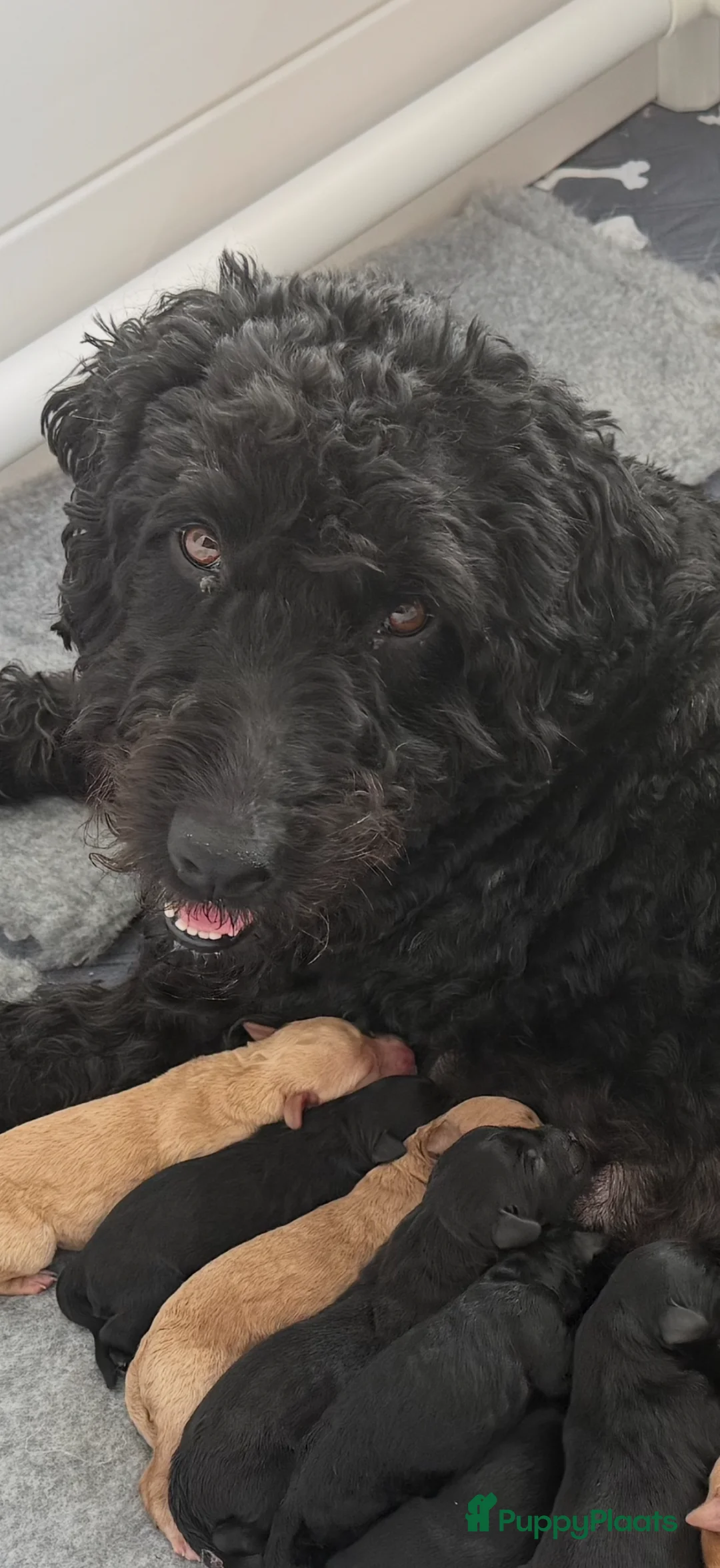 Australian Labradoodle honden te koop: (Australian) Labradoodle pups - Advertentie 1