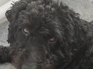 Australian Labradoodle honden (Australian) Labradoodle pups - Advertentie 1