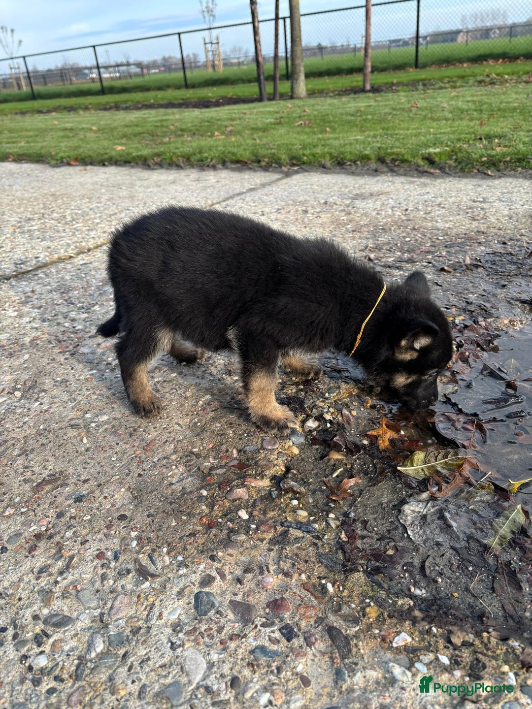 Duitse Herder honden te koop: Duitse herder pups -10 WK- nog 1 pup beschikbaar! - Advertentie 31