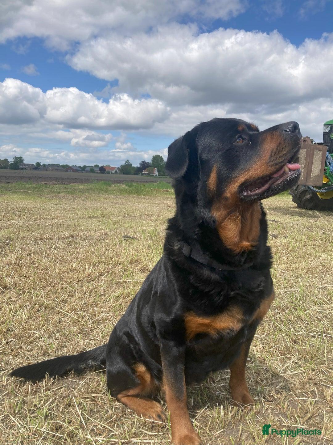 Rottweiler honden te koop: Mooie Rottweiler pups - Afbeelding 27