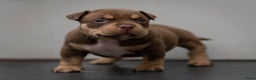 Amerikaanse Bully honden te koop: American Bully pocket  - Advertentie 3