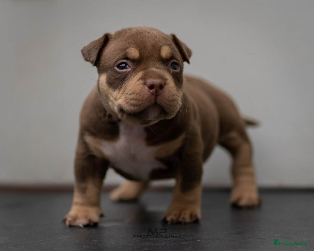 Amerikaanse Bully honden te koop: American Bully pocket  - Advertentie 3