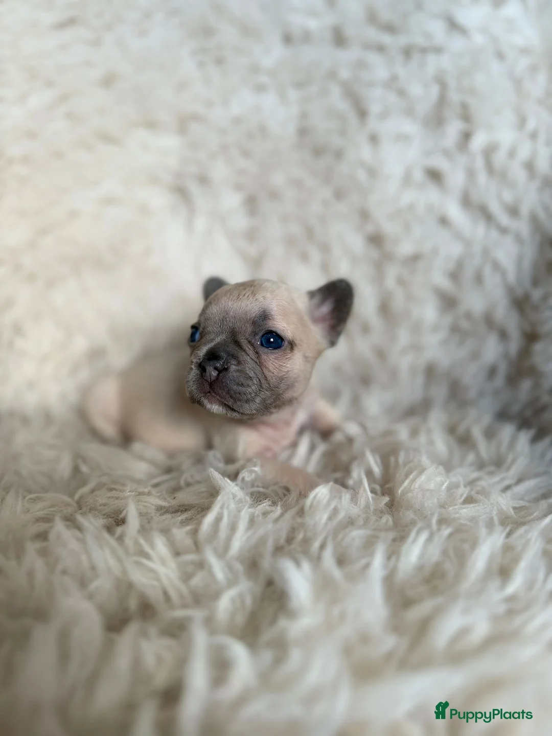 Franse Bulldog honden te koop: Mooie fluffy Franse bulldog pups  - Advertentie 2