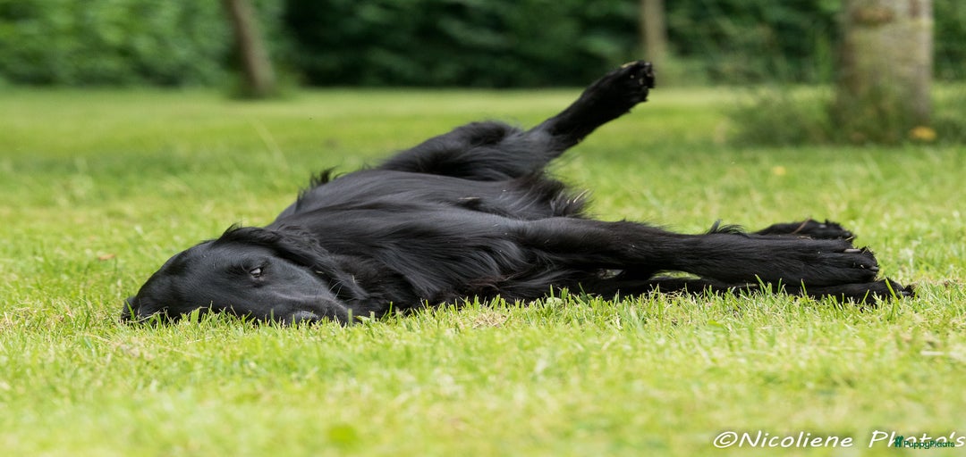 Galerij afbeelding {{count}}