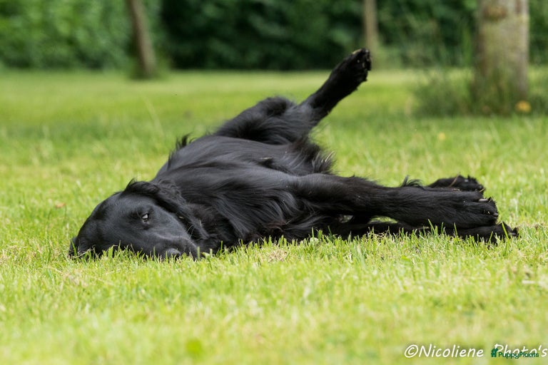 Galerij afbeelding {{count}}