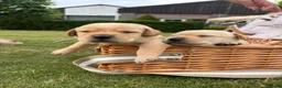 Labrador Retriever honden te koop: Prachtige Blonde Labrador Pups🐾 in Sint-Oedenrode - Advertentie 7