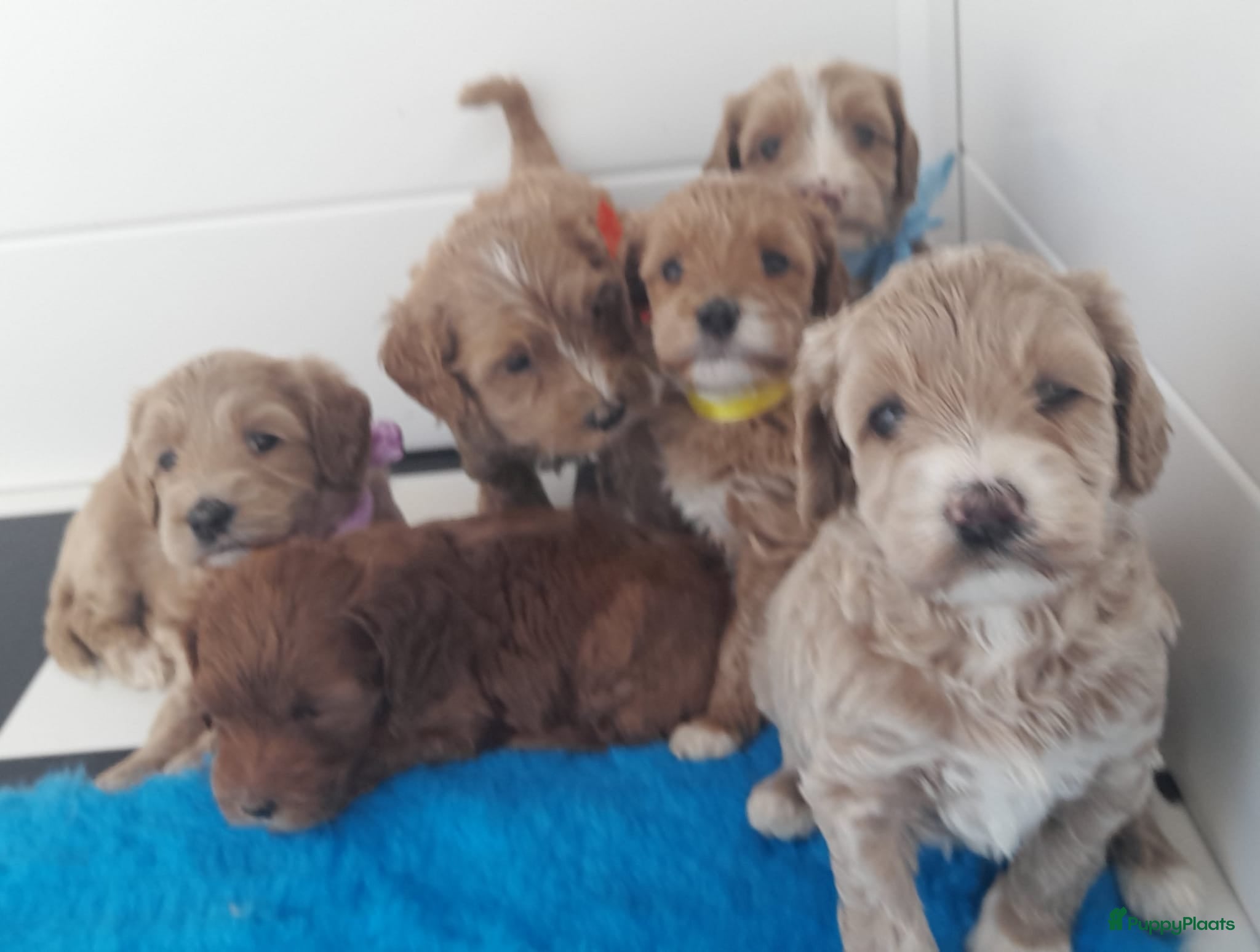 Australian Labradoodle honden Australian Labradoodle pups WALA stamboom  - Advertentie 1
