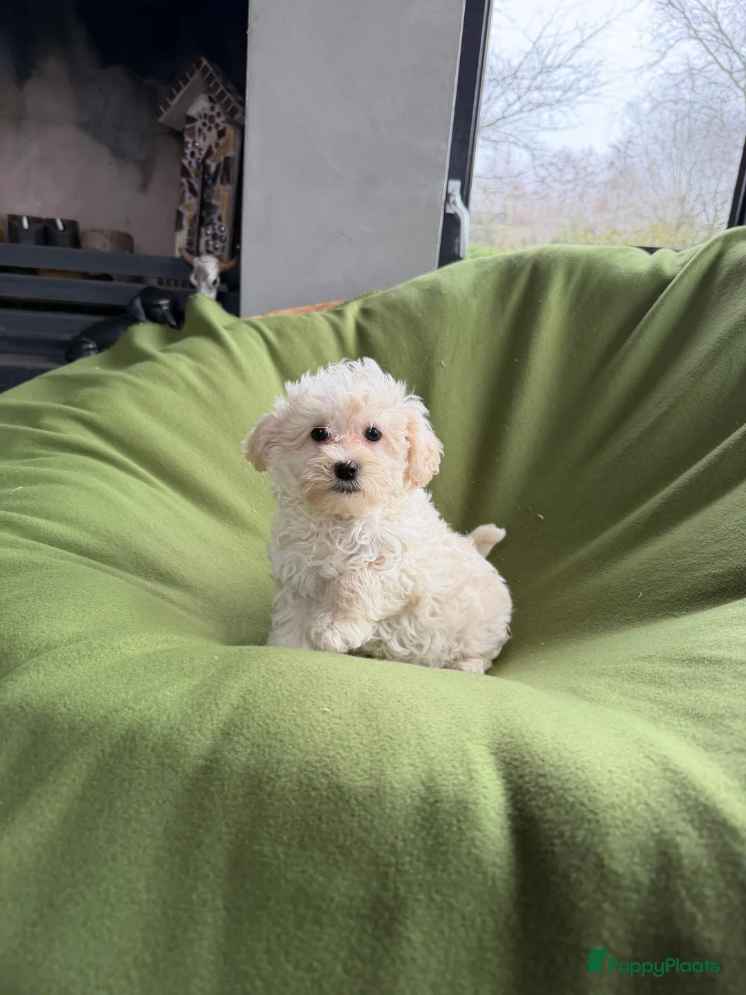 Maltipoo honden te koop: Maltipoo (Maltezer x Poedel) pup reutje - Advertentie 1