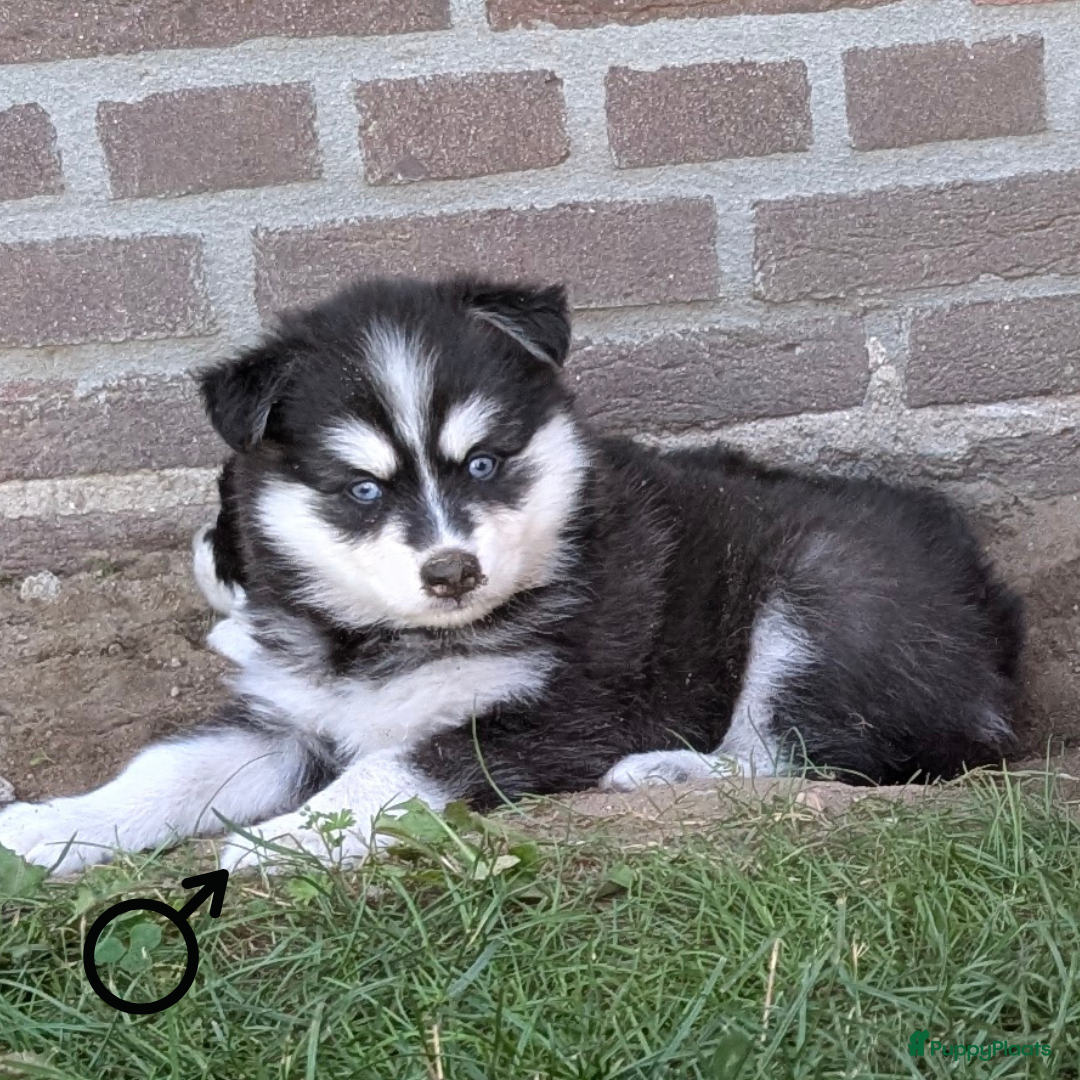 Pomsky honden te koop: Prachtige pomskypups  - Afbeelding 10