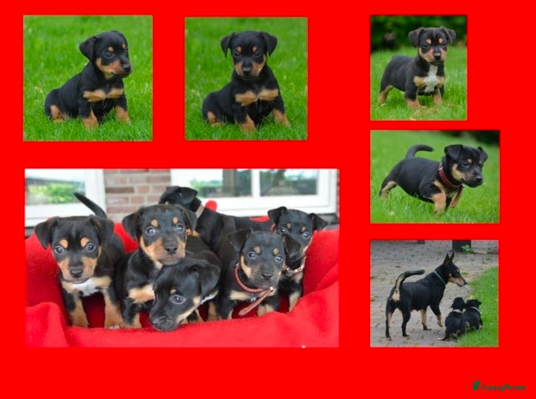 Jack Russel Terriër honden te koop: Supermooie Jack-Russell pups,  groeien op in huis. - Advertentie 19
