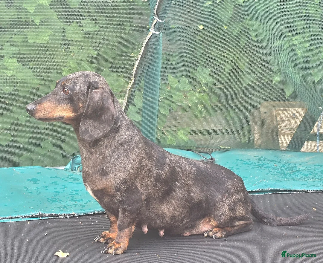 Teckel (korthaar)  honden te koop: Nog drie teckel reutjes  - Advertentie 1